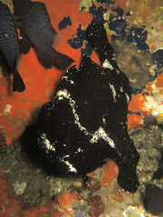 Antennarius commerson