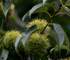 Castanea crenata