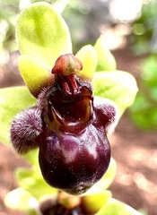 Ophrys bombyliflora