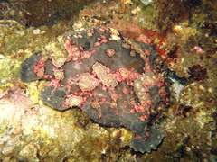 Antennarius commerson