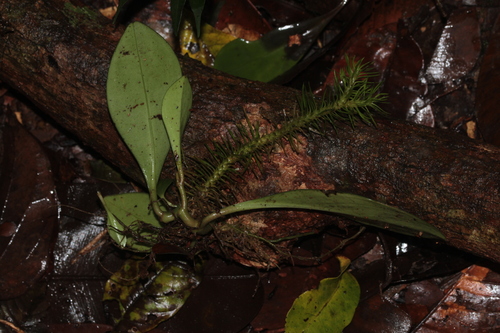 hanging clubmoss (Phlegmariurus dichotomus)
