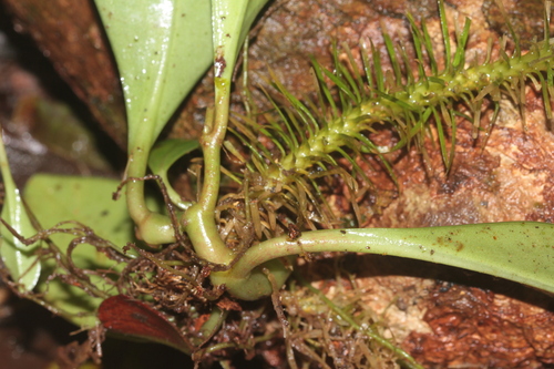Image of Phlegmariurus dichotomus by (c) Guillaume Delaitre, some rights reserved (CC BY)