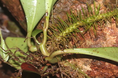 Phlegmariurus