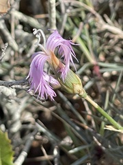 Dianthus broteri