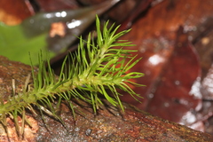 Phlegmariurus