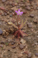 Drosera nana