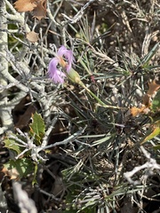 Dianthus broteri