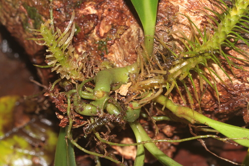 Image of Phlegmariurus dichotomus by (c) Guillaume Delaitre, some rights reserved (CC BY)