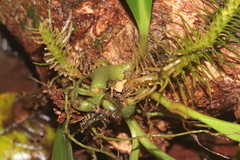 Phlegmariurus