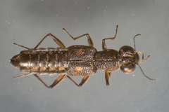 Stenus bimaculatus