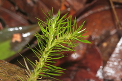 Phlegmariurus