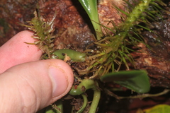 Phlegmariurus