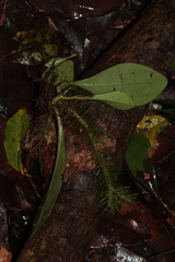 Phlegmariurus