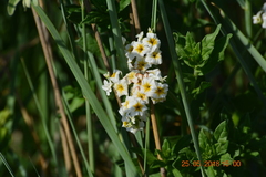Tournefortia sibirica