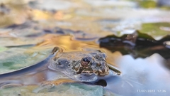 Euphlyctis cyanophlyctis