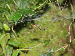 Psechrus