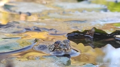 Euphlyctis cyanophlyctis