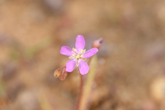 Drosera nana