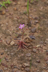 Drosera nana