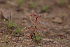 Drosera nana