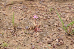 Drosera nana