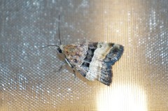 Pseudozarba bipartita