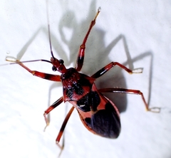 Acanthaspis ruficeps