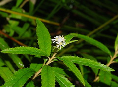 Olearia heterocarpa
