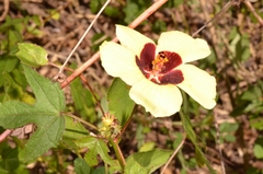 Hibiscus surattensis