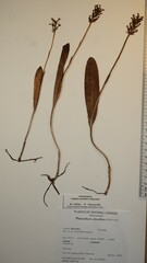 Platanthera clavellata