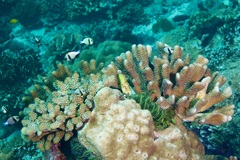 Pocillopora grandis