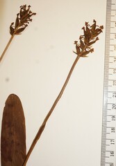 Platanthera clavellata