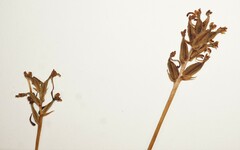 Platanthera clavellata