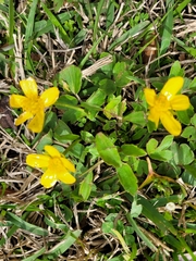 Ranunculus fascicularis