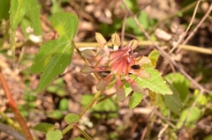 Hibiscus surattensis