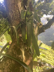 Bromelioideae