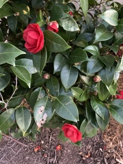 Camellia chekiangoleosa