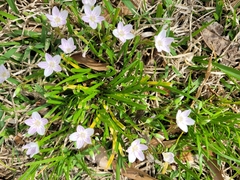 Claytonia virginica