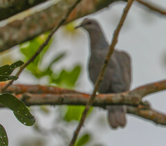 Patagioenas caribaea