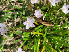 Claytonia virginica