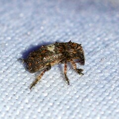 Toxonotus cornutus