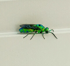 Chrysis lincea