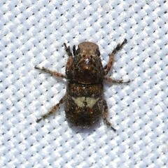 Toxonotus cornutus