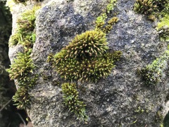 Schistidium crassipilum