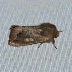 Orthosia garmani