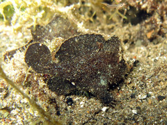 Antennarius randalli