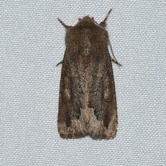 Orthosia garmani