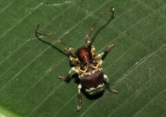 Desmiphoropsis variegata