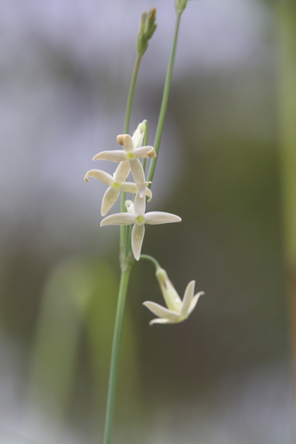 Mitrasacme connata (Mitrasacme connata)