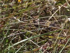 Crotalus molossus nigrescens